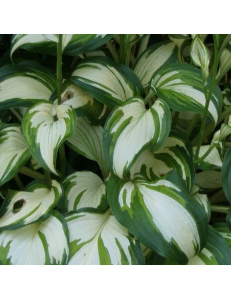 Hosta undulata Mediovariegata