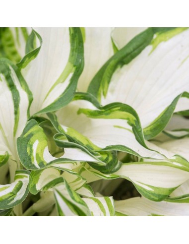 Hosta undulata Mediovariegata