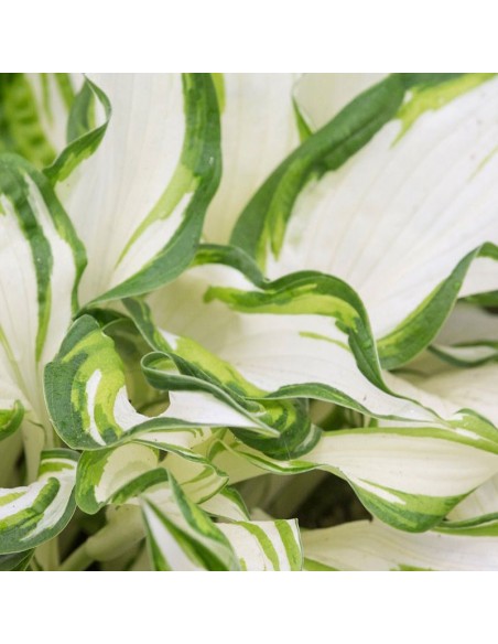 Hosta undulata Mediovariegata