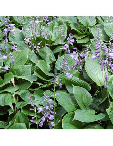 Hosta ventricosa