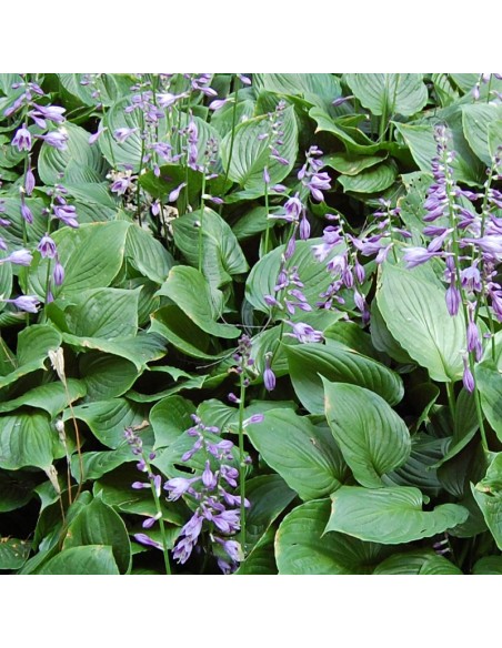 Hosta ventricosa
