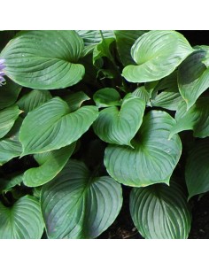 Hosta ventricosa 2