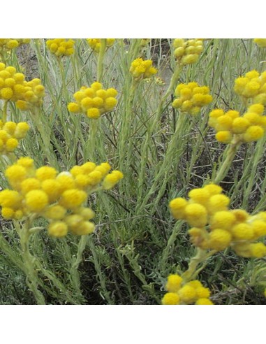 Immortelle d'Italie