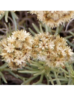 Immortelle d'Italie 2