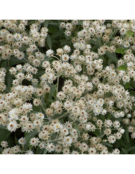 Immortelle de l'Himalaya
