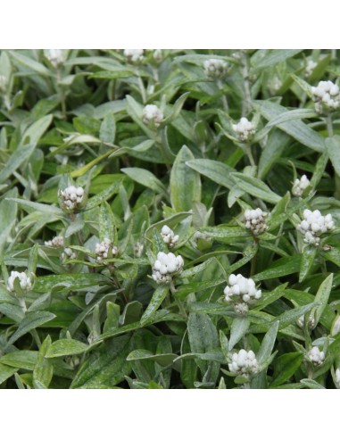 Immortelle de l'Himalaya