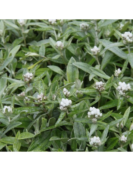 Immortelle de l'Himalaya