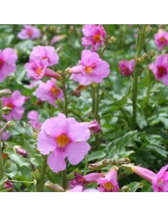 Incarvillée de l'abbé Delavay