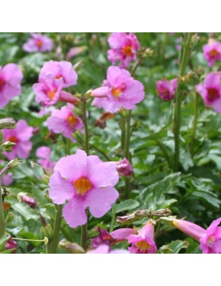 Incarvillée de l'abbé Delavay