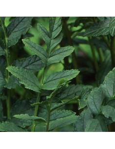 Incarvillée de l'abbé Delavay 2