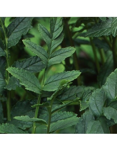 Incarvillée de l'abbé Delavay