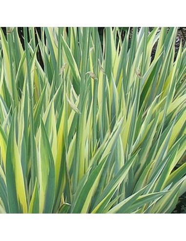 Iris à parfum à feuillage panaché