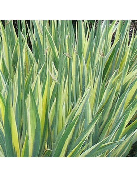 Iris à parfum à feuillage panaché