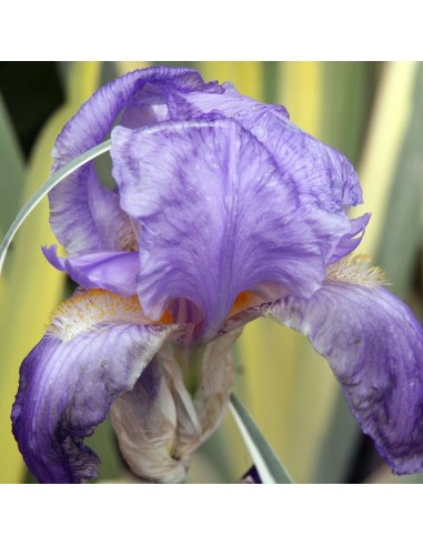 Iris à parfum à feuillage panaché