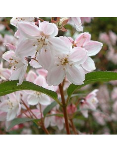 Deutzia purpurascens Kalmiiflora 2