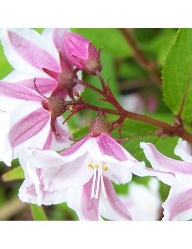 Deutzia purpurascens Kalmiiflora