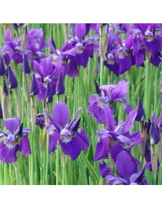 Iris de Sibérie Caesar brother