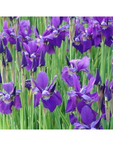 Iris de Sibérie Caesar brother