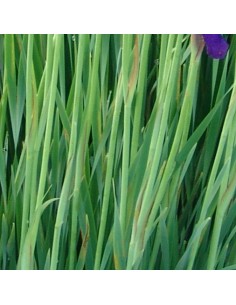 Iris de Sibérie Caesar brother 2