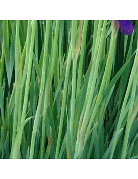 Iris de Sibérie Caesar brother