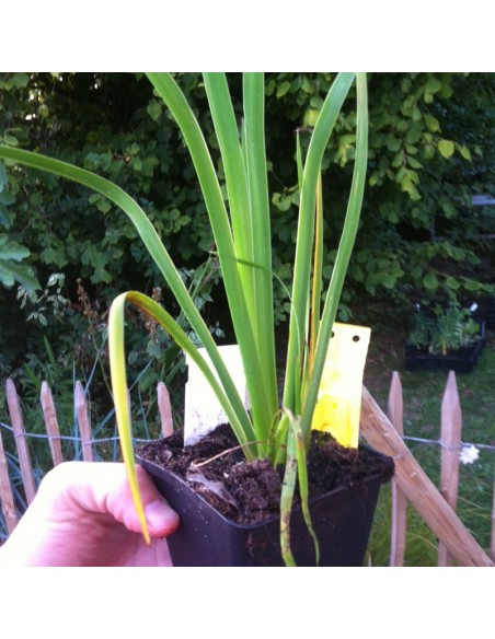 Iris chrysographes Black form