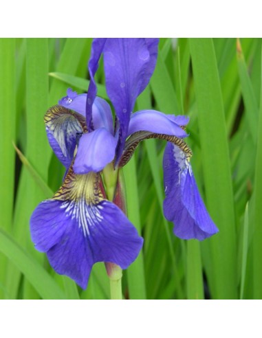 Iris de Sibérie Blue king