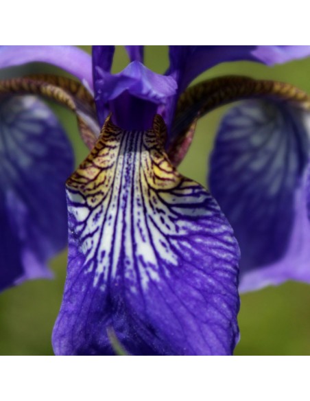 Iris de Sibérie Blue king