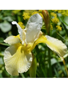 Iris de Sibérie Butter and sugar