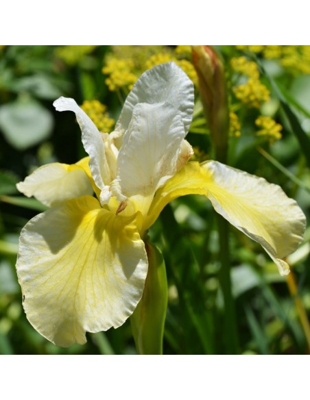 Iris de Sibérie Butter and sugar