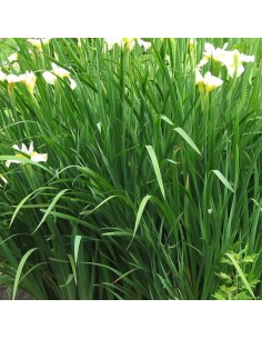 Iris de Sibérie Butter and sugar 2