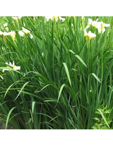 Iris de Sibérie Butter and sugar