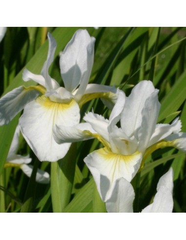 Iris de Sibérie Snow queen