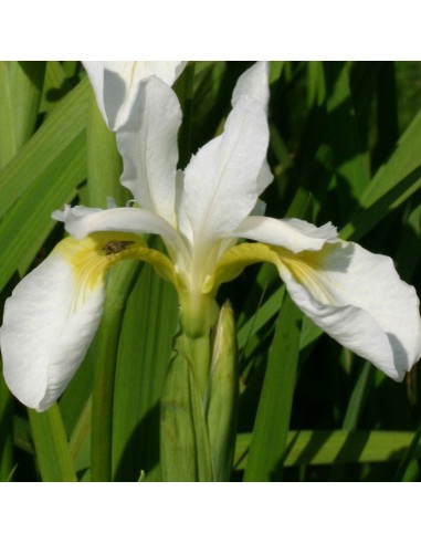 Iris de Sibérie Snow queen