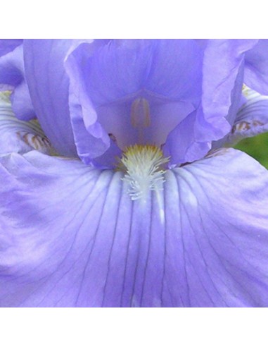 Iris des jardins Babbling brook