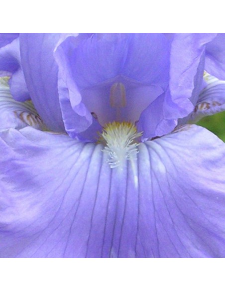 Iris des jardins Babbling brook