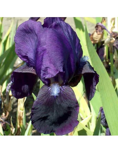 Iris des jardins Black Knight