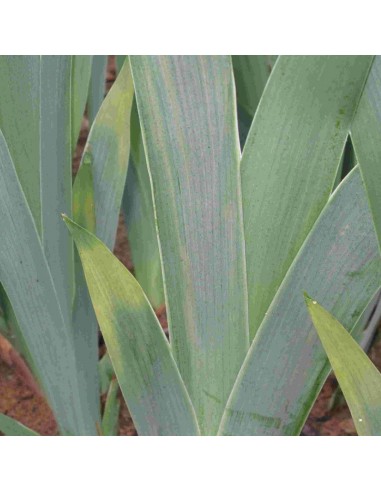 Iris des jardins Black Knight