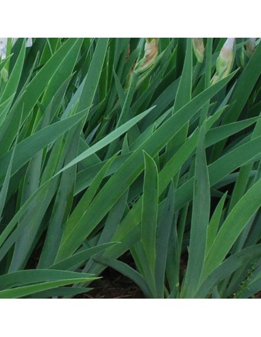 Iris des jardins Immortality