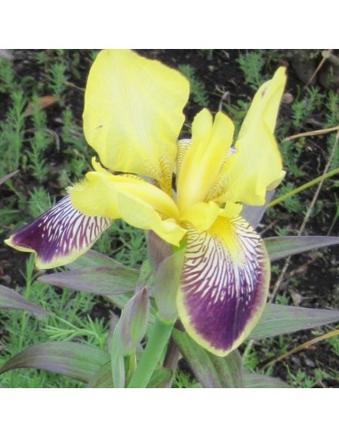 Iris des jardins Nibelungen
