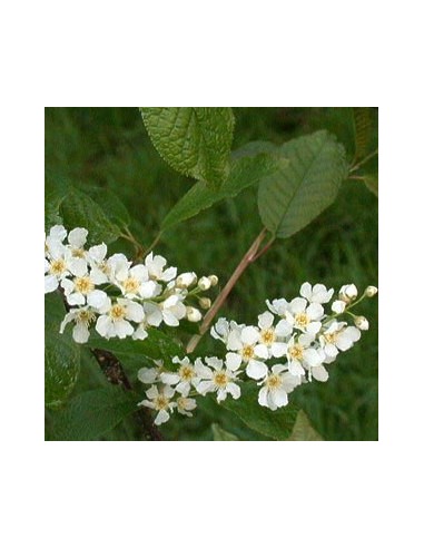 Cerisier à grappes