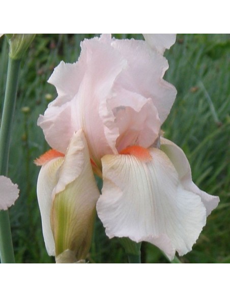 Iris des jardins Pink horizon