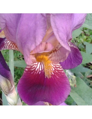 Iris des jardins Senlac