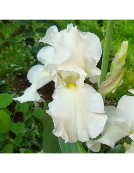 Iris des jardins White Knight