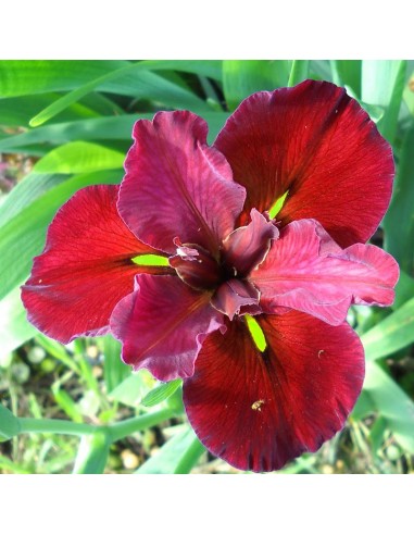Iris x louisiana Ann Chowning