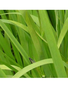 Iris x louisiana Ann Chowning 2