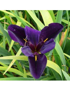 Iris de Louisiane Black Gamecock