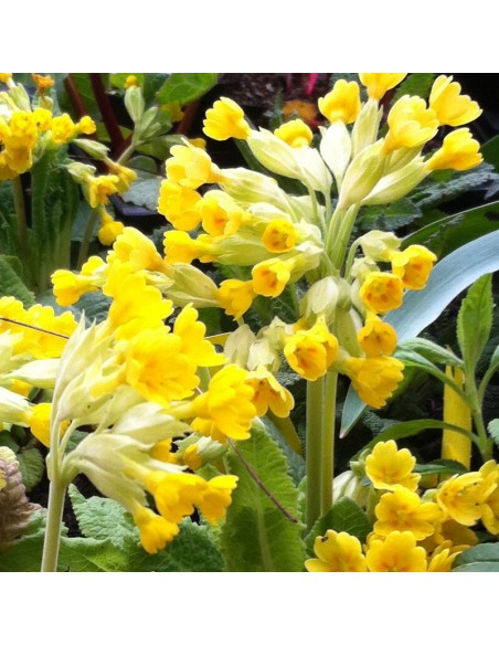 Primevère officinale