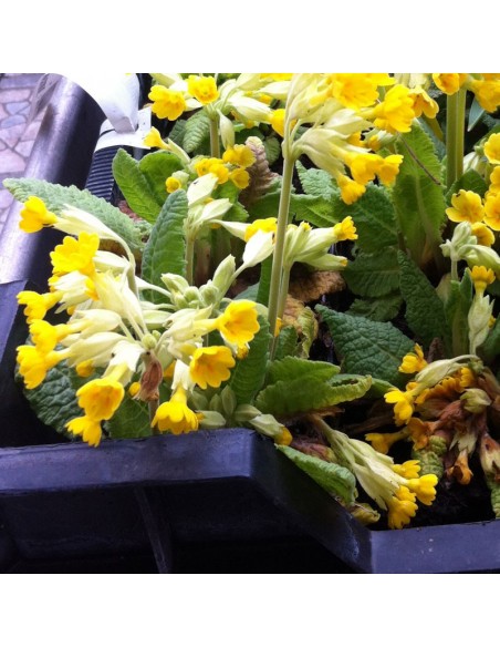 Primevère officinale