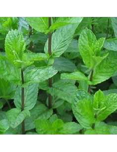 Menthe poivrée