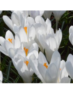 Crocus Jeanne d'Arc sachet de 25 bulbes